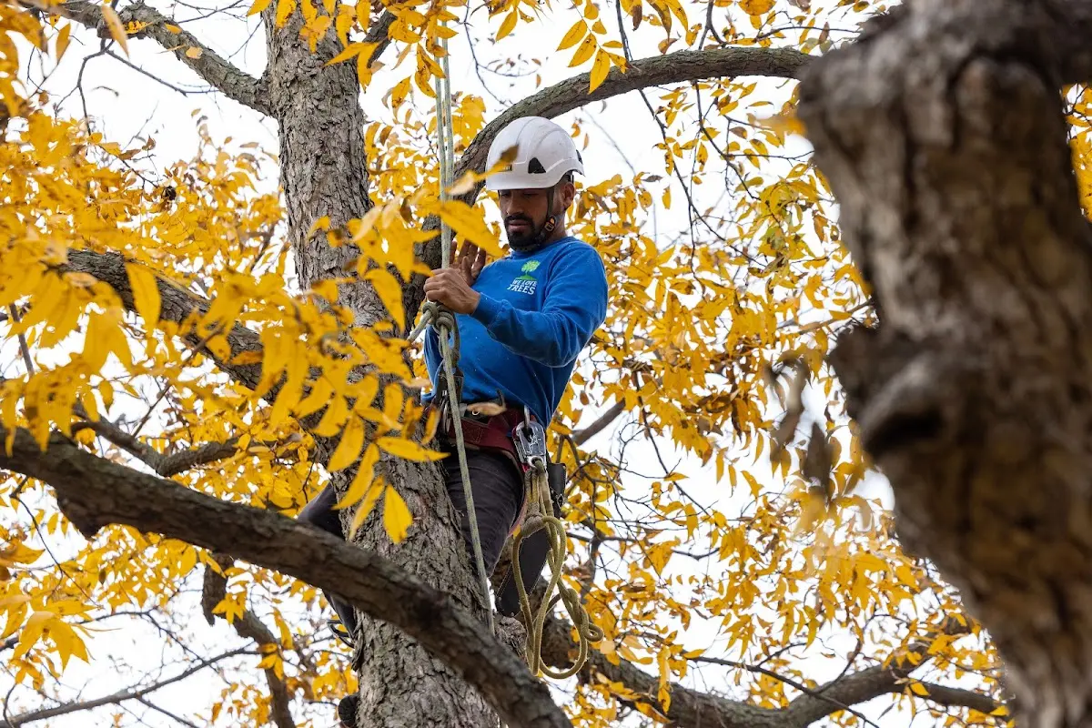 Skilled Tree Transplanting crew working in Randolph